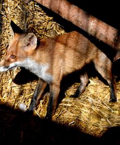 Setki oskórowanych lisów na prywatnej posesji