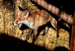 Setki oskórowanych lisów na prywatnej posesji