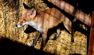 Setki oskórowanych lisów na prywatnej posesji