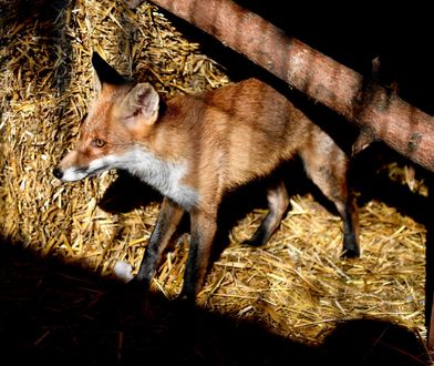 Setki oskórowanych lisów na prywatnej posesji