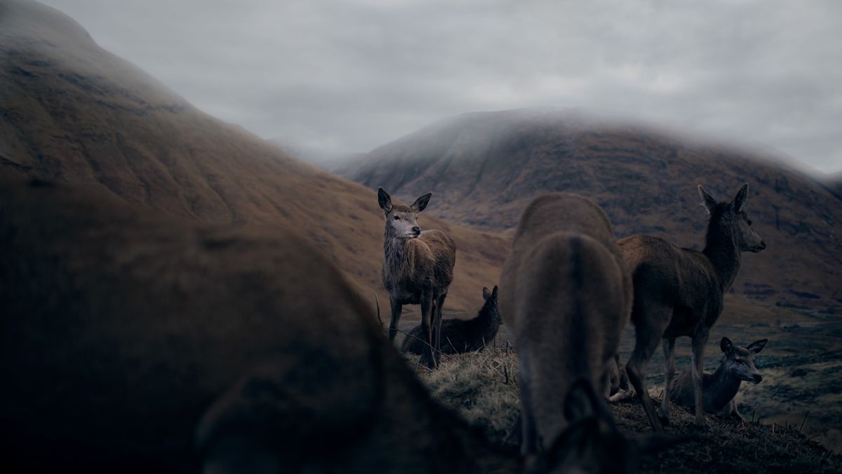 Fran Mart pokazał piękno szkockiej natury z bardzo bliska 1