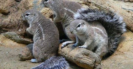 Ubuntu 16.04 Xenial Xerus wylądowało – wydłużone wsparcie dla przeciętności