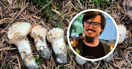 W polskich lasach pojawiły się grzyby, za które w Japonii płacą tysiące. Zapytałam eksperta, czy da się na nich zarobić
