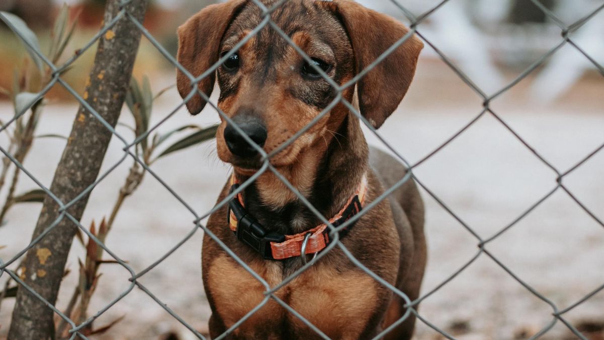 Były kierownik schroniska został skazany za znęcanie się nad zwierzętami