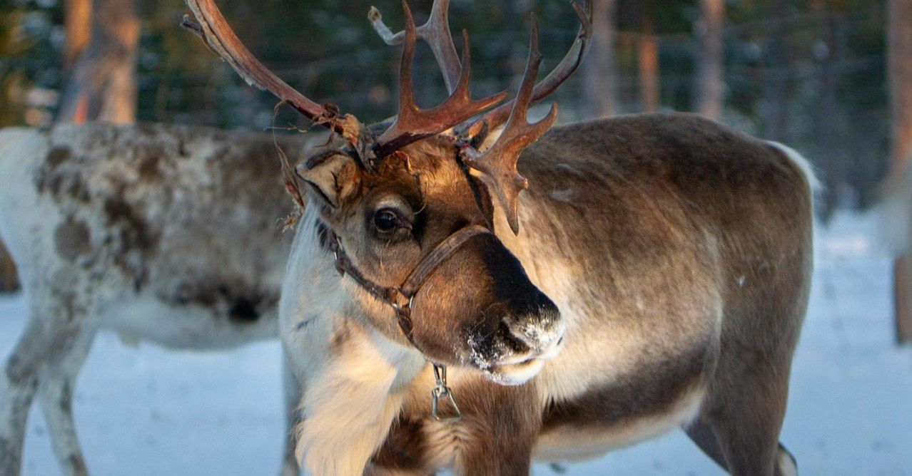 Poznań: Opowieści o Laponii, Saamach, tradycyjnych wypasach reniferów