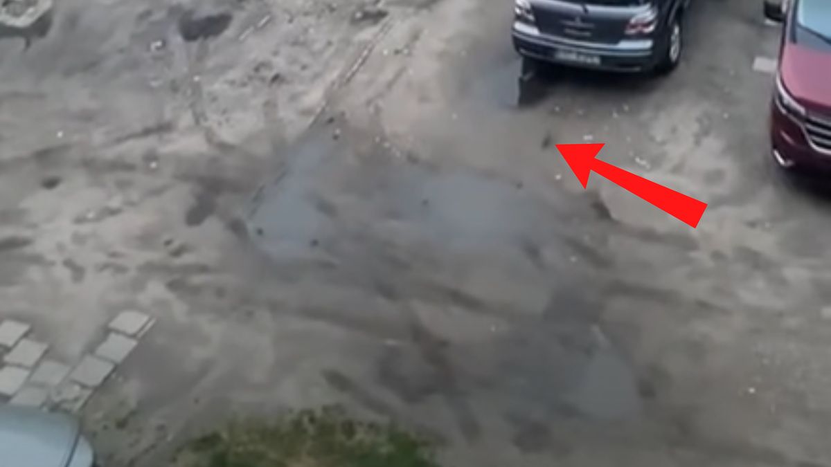 Plaga szczurów w Poznaniu.