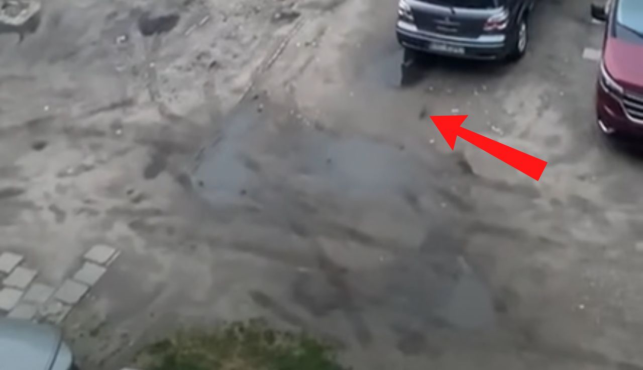 Prawdziwa plaga w Poznaniu. Boją się wychodzić z domu