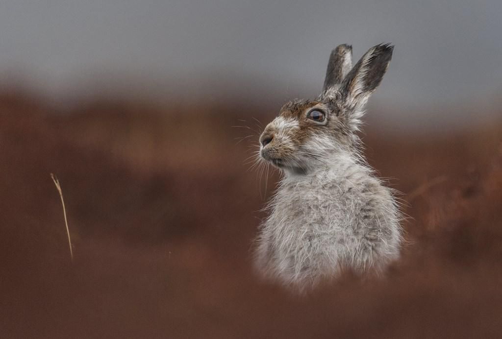 Prezentujmy Wam zwycięskie zdjęcia konkursu British Wildlife Photography Awards 2016 2