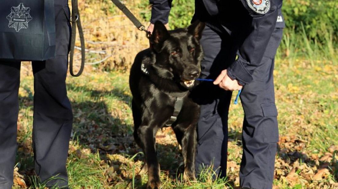 Pies Nador bohaterem 