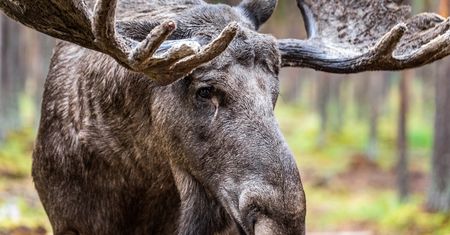 Spotkałeś w mieście łosia? Oto najgorsze, co możesz zrobić