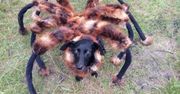 Atak zmutowanego psa pająka! SA Wardęga i nowy, przerażający potwór