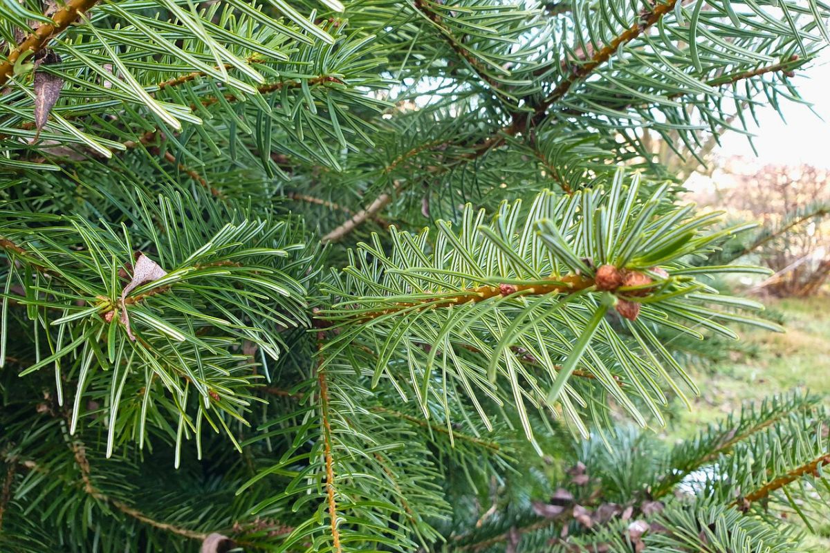 Jodła kaukaska wytrzyma całe święta 