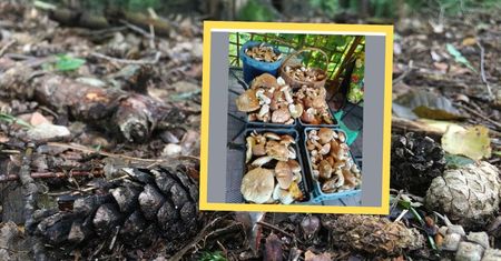 Obfite grzybobranie. W lesie zebrał 4 skrzynie
