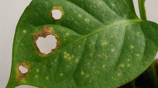 Uszkodzenia na liściach? Jak odróżnić te mechaniczne od ataku szkodników?