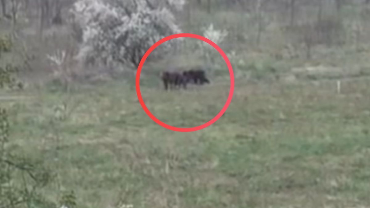 Niedźwiedzie nagrane w Sanoku.