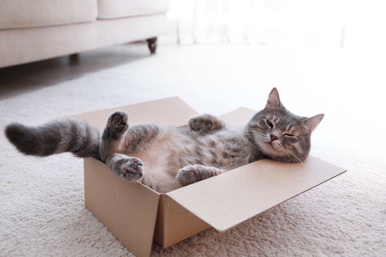 Why do cats like to sleep in boxes? A behaviourist responds