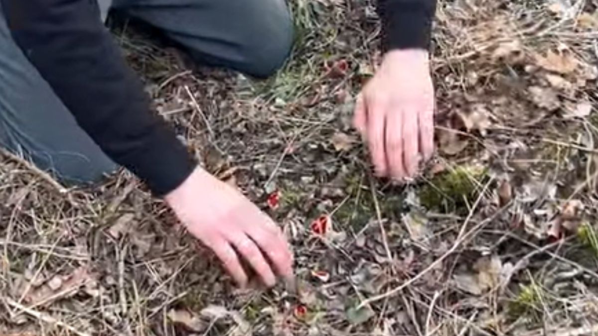 Niesie się nagranie z lasu.