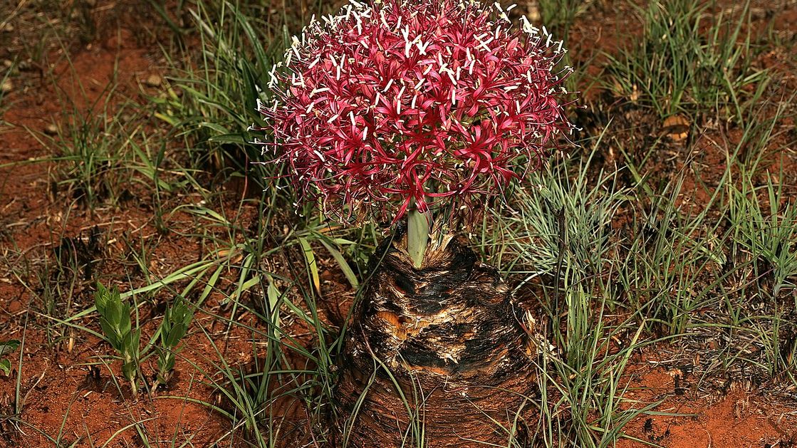 Boophone disticha z której wykonano truciznę