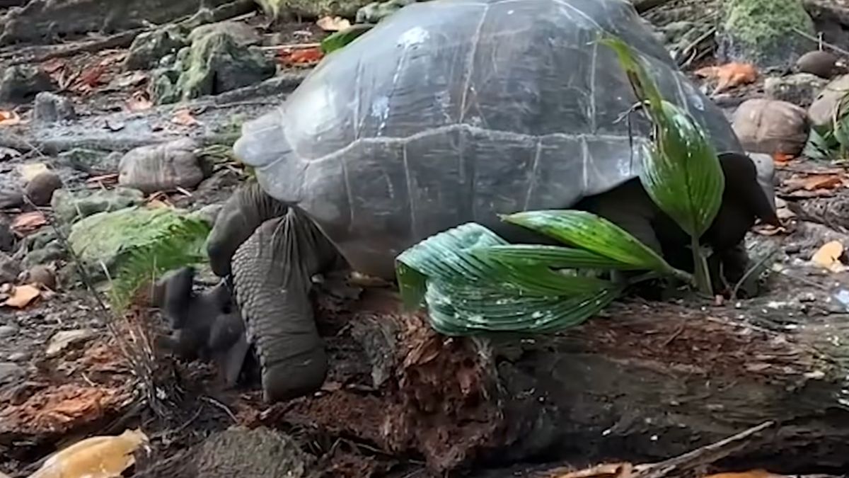 Ekstremalnie rzadki widok na filmie. Żółwie nie są tak wolne, ani roślinożerne 1