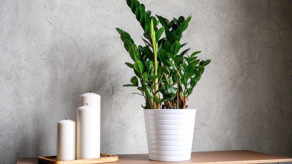 large white new candles in a wooden stand and zamioculcas zamiifolia plant in white flower pot on the table against the gray concrete wall. home decor details
large white new candles in a wooden stand and zamioculcas zamiifolia plant in white flower pot on the table against the gray concrete wall. home decor details
plant, candles, home, decor, zamioculcas, apartment, background, candlelight, closeup, concept, concrete, cozy, day, decor, decoration, design, desk, details, digital detox, domestic, flower, fresh, gray, green, indoor, inside, interior, light, luxurious, minimal, natural, nature, neutral, new, no people, nobody, object, pot, room, simple, simply, stand, styling, stylish, table, time, vintage, wall, white, wooden, zamiifolia, plant, candles, home, decor, zamioculcas, apartment, background, candlelight, closeup, concept, concrete, cozy, day, decoration, design, desk, details, digital detox, domestic, flower, fresh, gray, green, indoor, inside, interior, light, luxurious, minimal, natural, nature, neutral, new, no people, nobody, object, pot, room, simple, simply, stand, styling, stylish, table, time, vintage, wall, white, wooden