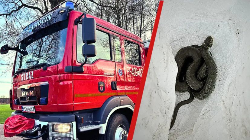 Pod parapetem w jednym z domów znaleziono węża
