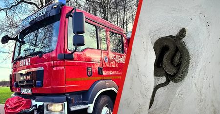 Niebezpieczny intruz pod parapetem. Mieszkańcy wpadli w panikę