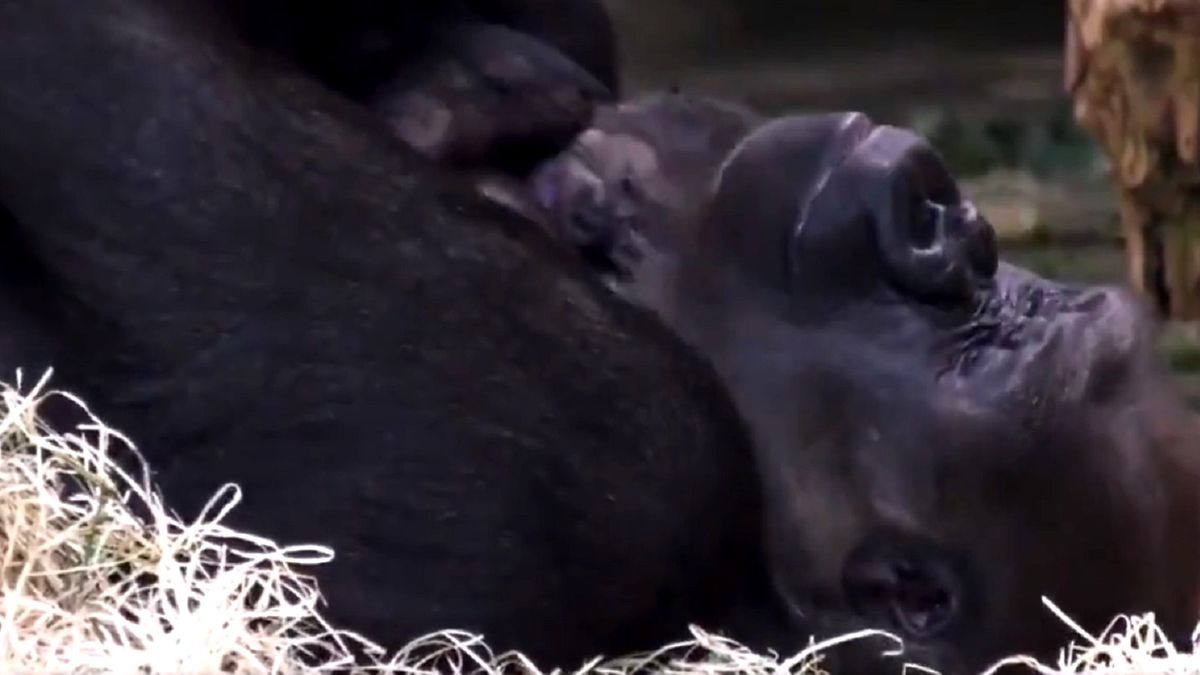 Berlin. Niespodzianka w zoo