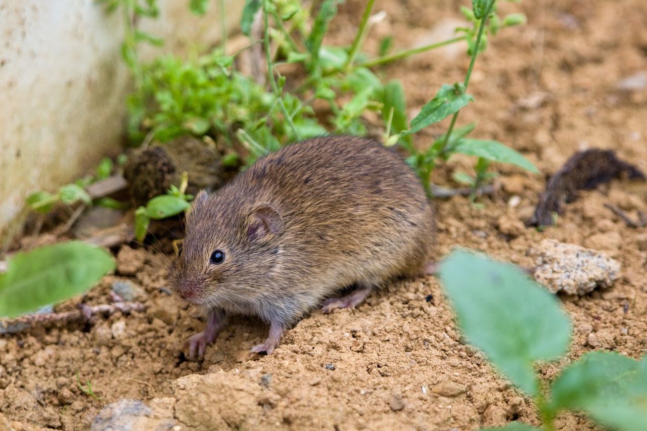 Voles do not like certain smells.