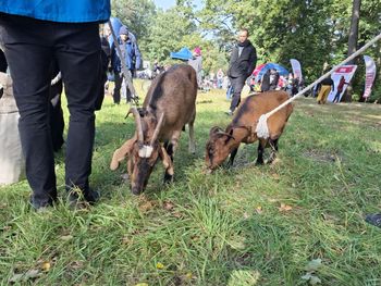Kraków: Kozy na łąkach, auto dla schroniska, alejka wśród stawów