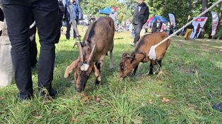 Kraków: Kozy na łąkach, auto dla schroniska, alejka wśród stawów