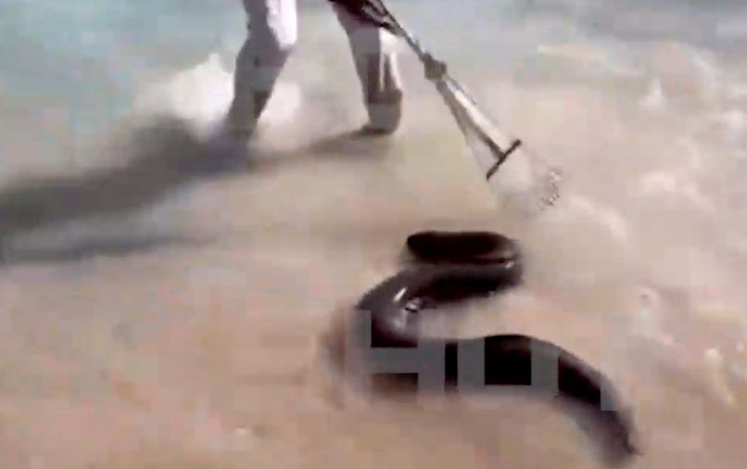 Murena zaatakowała tuż przy brzegu