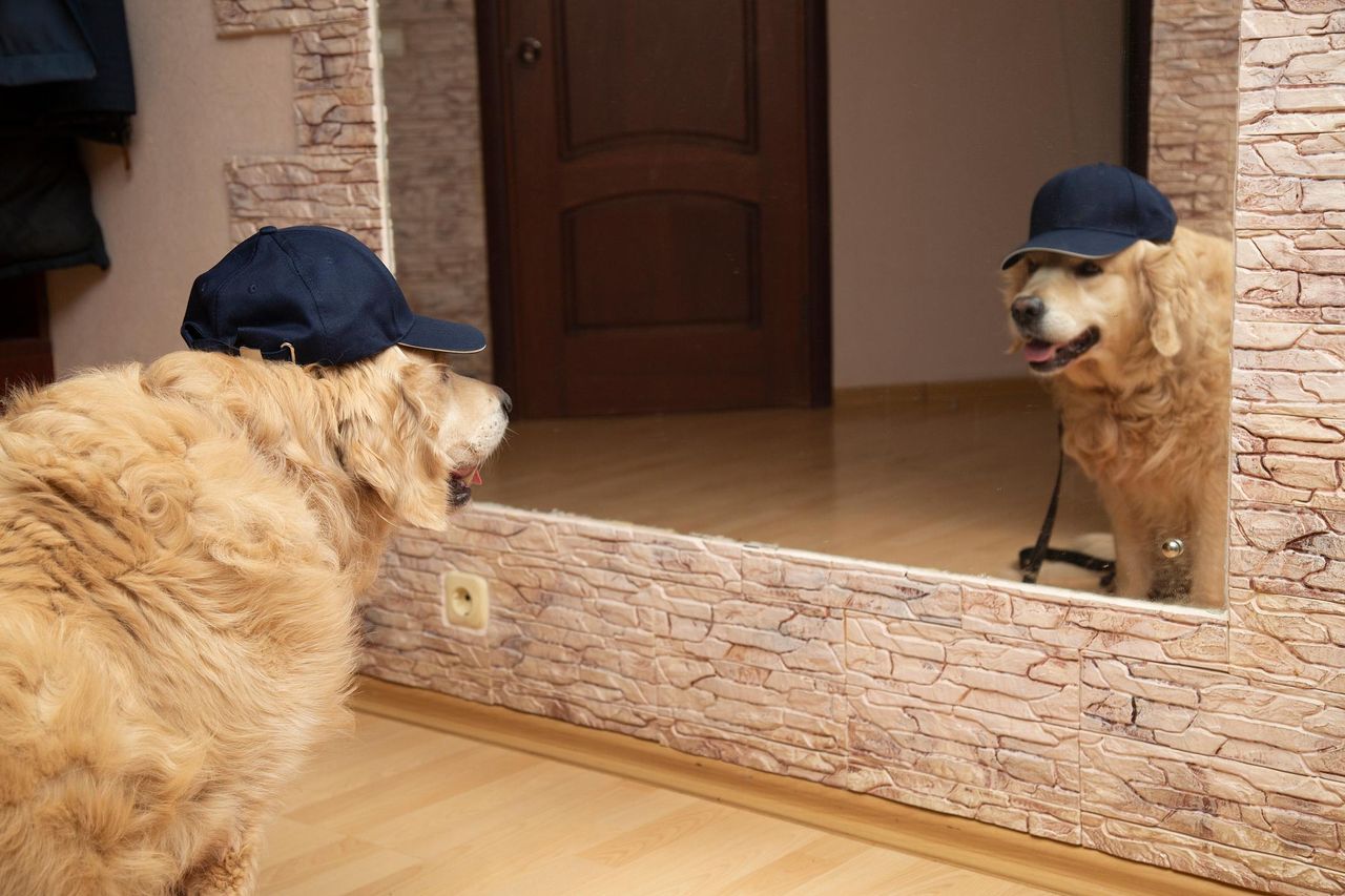 Czy pies widzi swoje odbicie w lustrze?