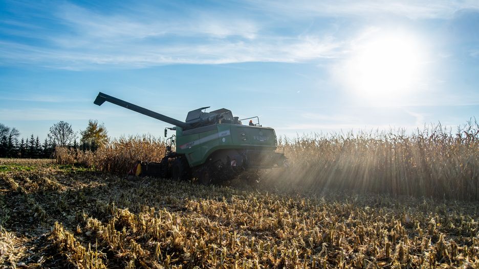 żniwa kukurydzy
Mazowsze pow. radomski gm. Potworów

Fendt &amp; Massey Ferguson