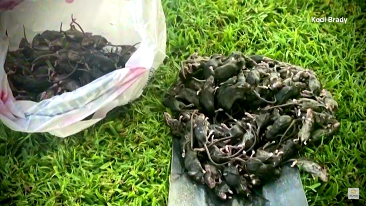 Myszy nie dają spokoju mieszkańcom Nowej Południowej Walii