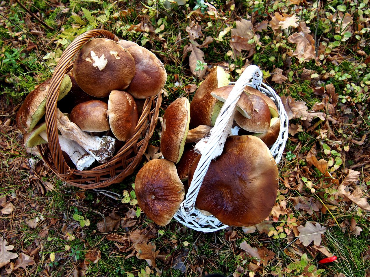 Łódzkie: Kiedy będą grzyby? Na razie wciąż kurki, kanie i koźlarze