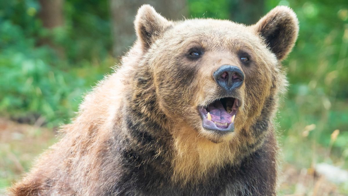 Niedźwiedzica na stałe zadomowiła się w rejonie Abruzji 