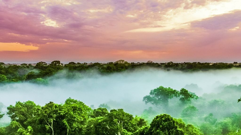 Amazonia jest największym na świecie lasem równikowym