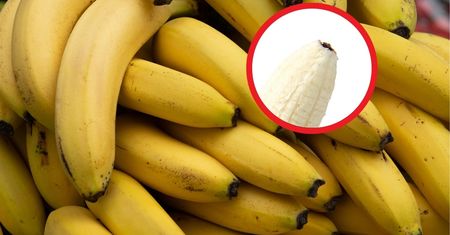 Czarna końcówka banana. Czy trzeba odcinać? Wielu się myli