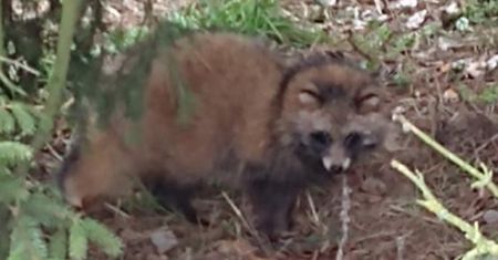 Inwazyjny gatunek w Gdańsku. Nie został wypuszczony na wolność. Wideo