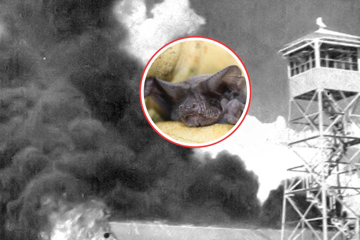 Szalona broń USA. Stworzyli "bombę" z nietoperzy