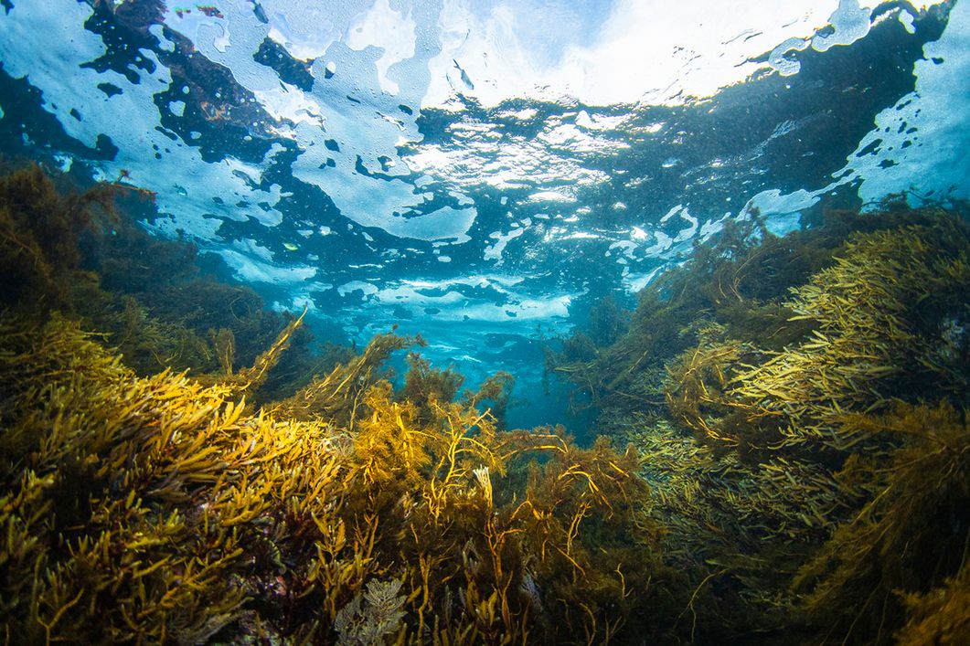 Wodorosty to cenne źródło białka