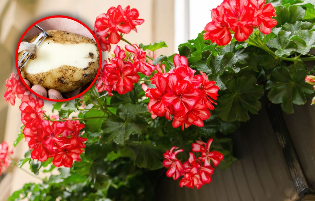 Zmiksuj z wodą i podlej pelargonie. Wystrzelą mnóstwem kwiatów