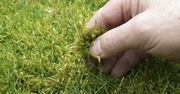 Jak usunąć mech z trawnika? Sposób jest prosty