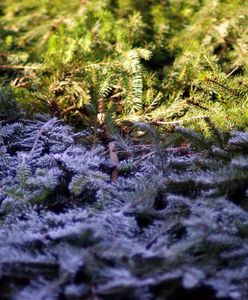 Śląskie. Pogoda na piątek. Powieje chłodem ze wschodu