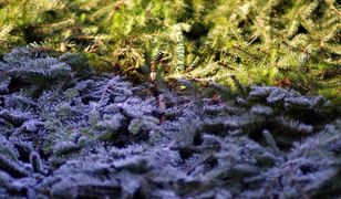 Śląskie. Pogoda na piątek. Powieje chłodem ze wschodu