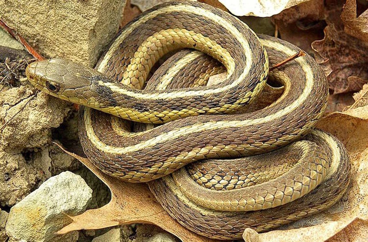 wąż, zdjęcie ilustracyjne