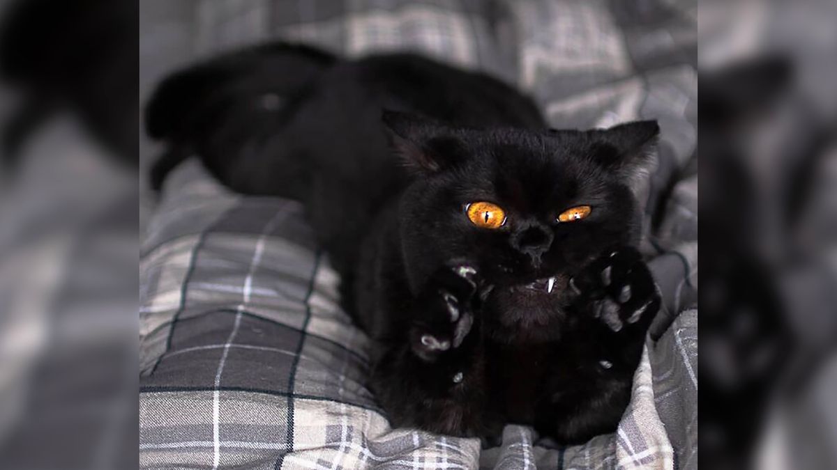 Masz kota? Na pewno możesz się utożsamiać z tymi zdjęciami 1