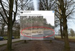 Drastyczne zdjęcia z Trzebicza. Wilk szedł z głową psa w pysku