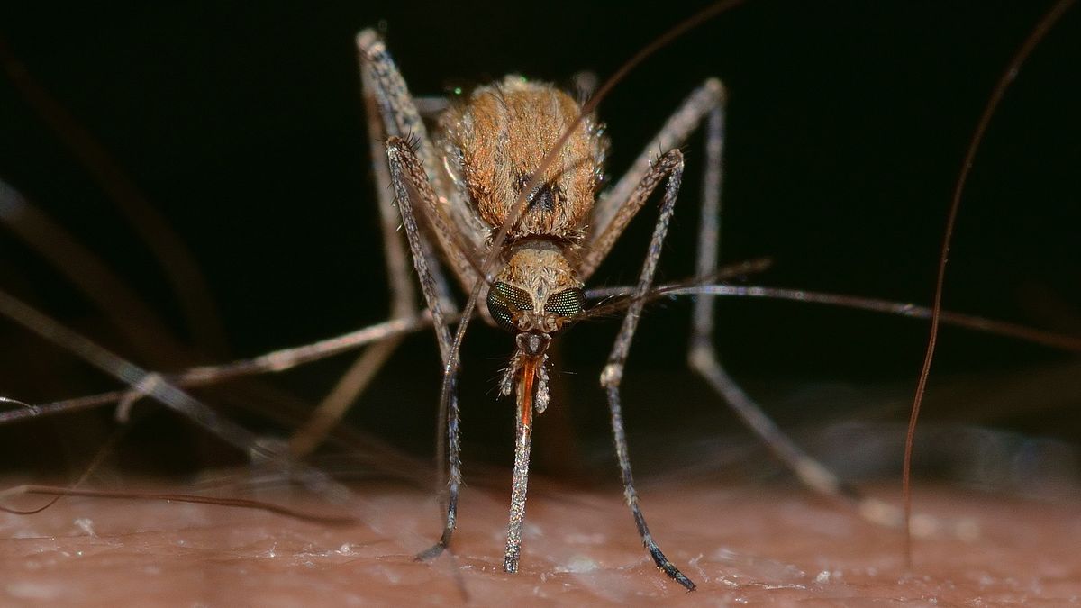 malaria