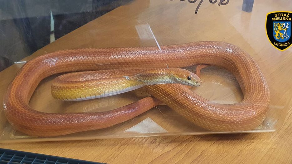 wąż